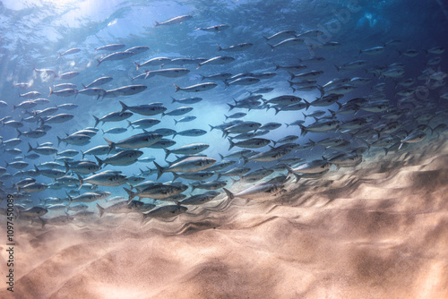 A captivating underwater view of a school of salmon swimming gracefully over sandy seabeds in Sydney, Australia.