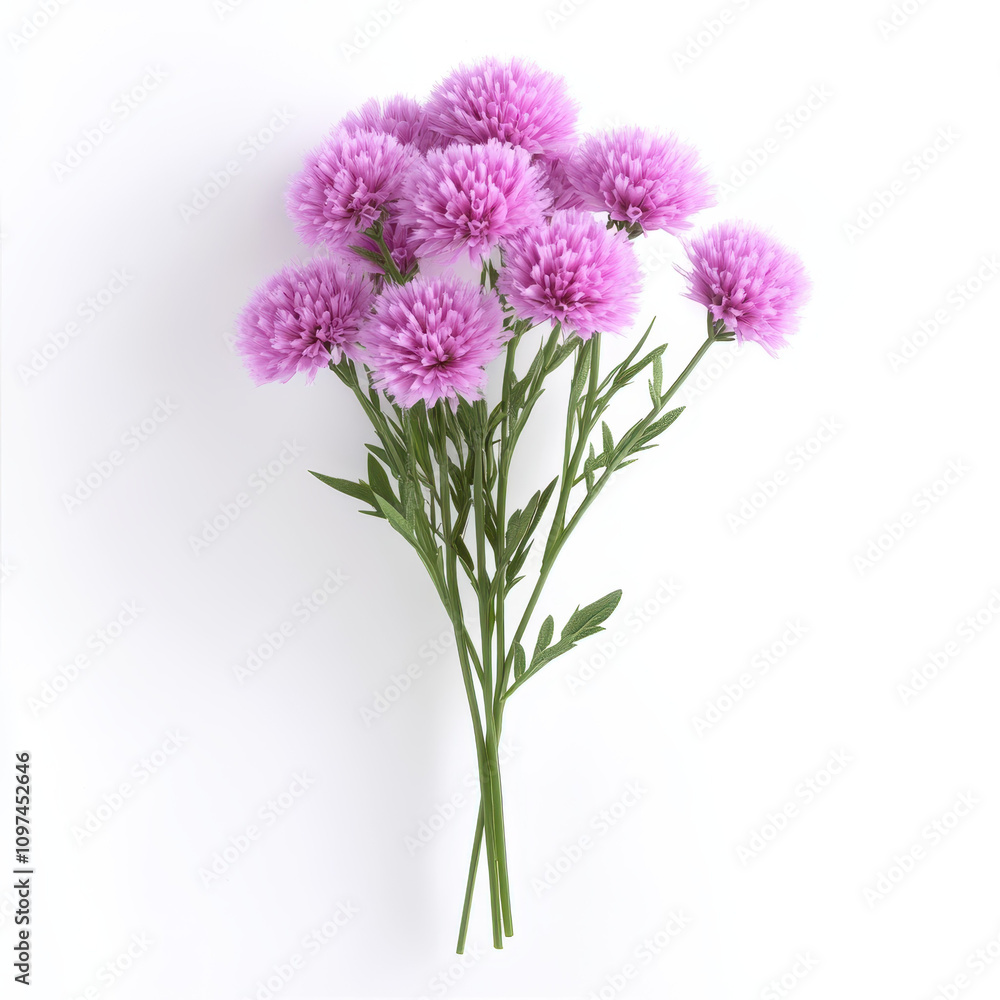 Fototapeta premium vibrant bouquet of pink scabiosa flowers with lush green leaves, perfect for adding touch of color and elegance to any space. This arrangement brings cheerful and fresh atmosphere