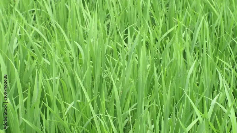 green grass background green grass background