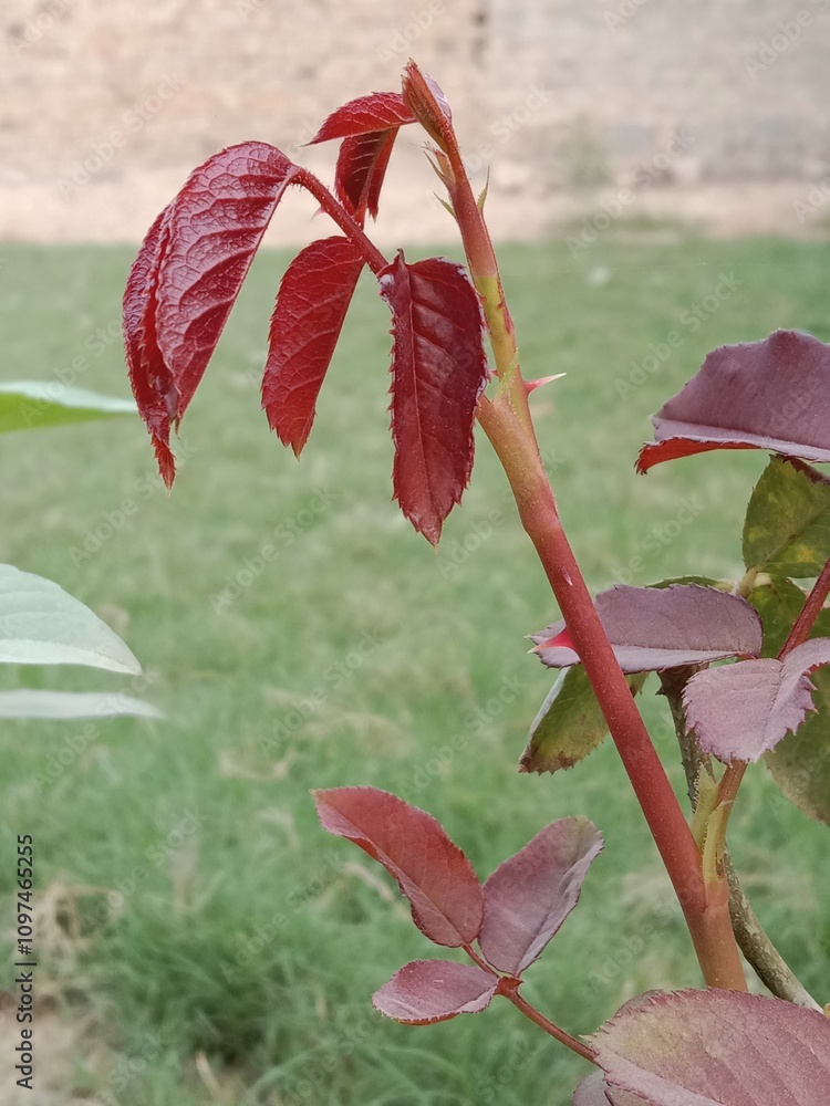 Fototapeta premium Young Red leaves of Rose plant or rosa indica red leaves pattern 
