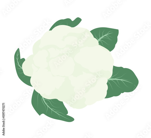 Cauliflower vector illustration