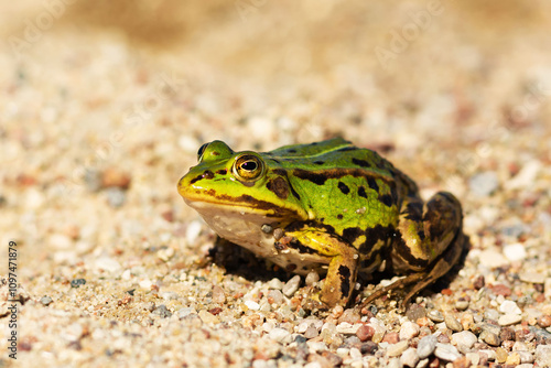 Colorful green frog resting on a gravel surface in a natural habitat during daylight hours