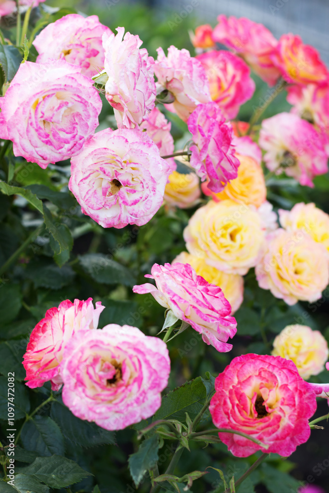 Fototapeta premium Colorful blooming roses create a vibrant garden atmosphere in springtime
