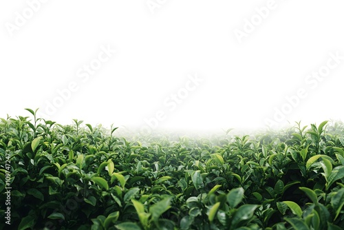 Lush green tea leaves field in misty atmosphere, fresh plantation with dense foliage