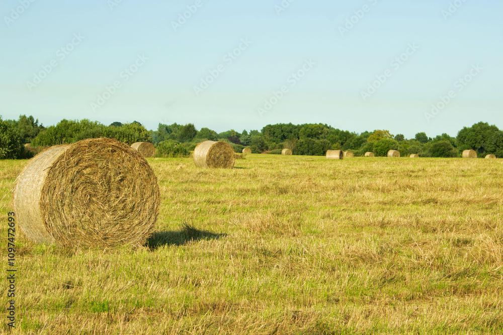 Hay bales scattered across a sunny landscape in a rural setting during late afternoon Hay bales scattered across a sunny landscape in a rural setting during late afternoon