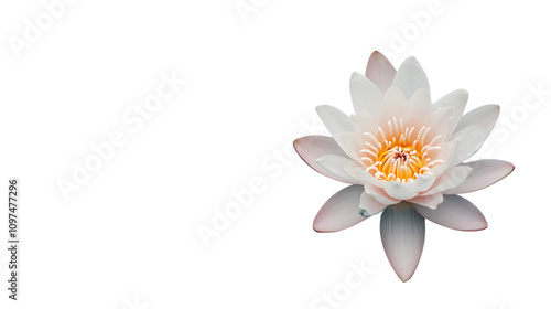 A lotus flower with soft pink petals and a yellow center, floating on a seamless white background