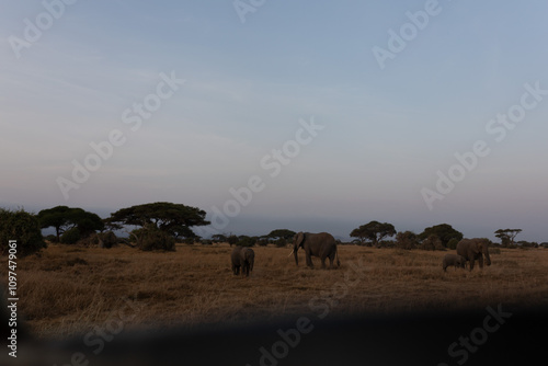 Photography herd of elephants