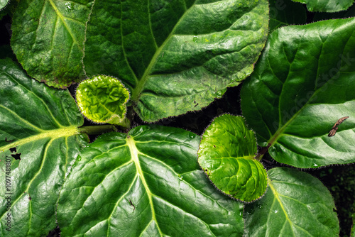 medicinal plant Pashanbhed or Bergenia ligulata  photo