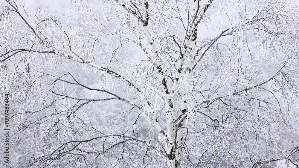 frost and snow covered trees in winter, snow falling in forest frost and snow covered trees in winter, snow falling in forest