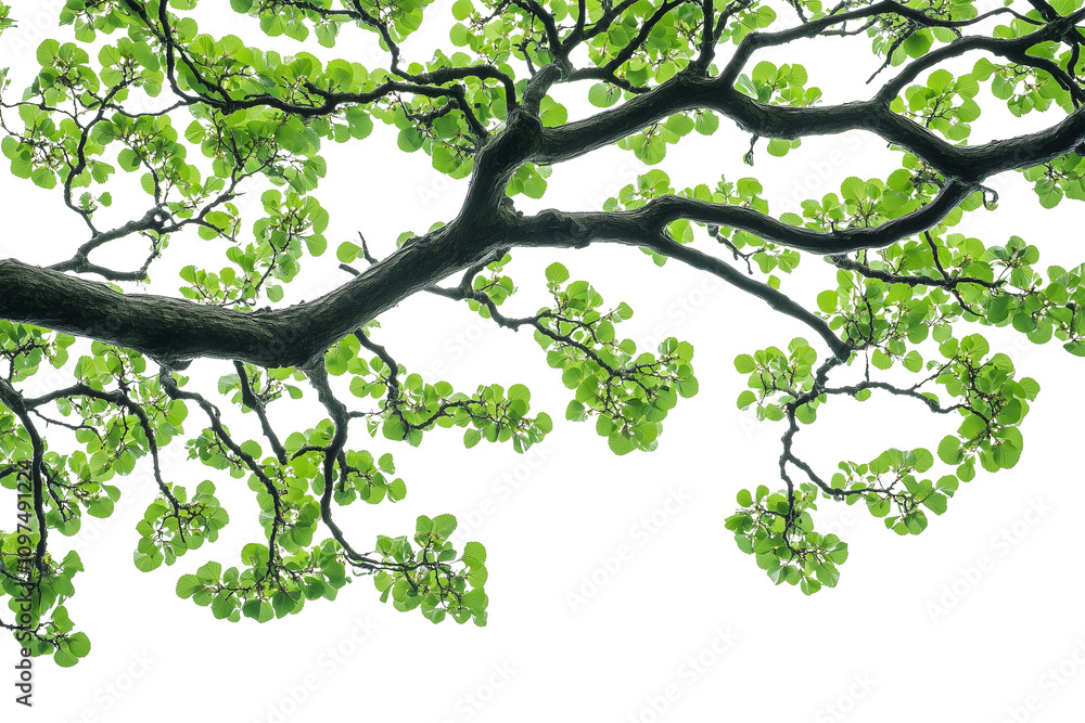 Fototapeta premium Green tree branch leaves foreground transparent background