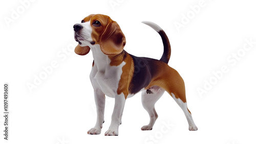 Transparent background playful beagle stands confidently, showcasing its distinctive brown and white coat. This friendly dog exudes curiosity and charm, making it beloved companion