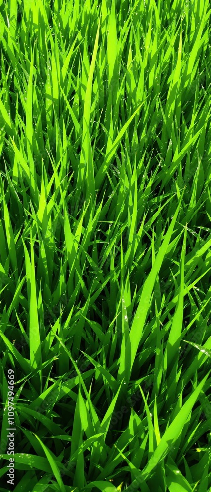 A close-up shot of freshly cut hybrid grass with visible dew drops, cut blades, botanical detail, dew drops, hybrid grass, grass texture