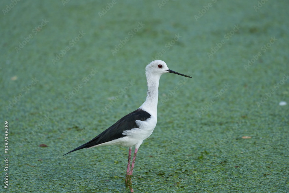 The candle-throated bird is looking for food. The candle-throated bird is looking for food.