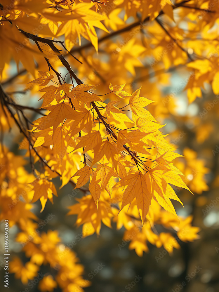 Close-up of vibrant yellow autumn leaves on tree branches, foliage, season Close-up of vibrant yellow autumn leaves on tree branches, foliage, season