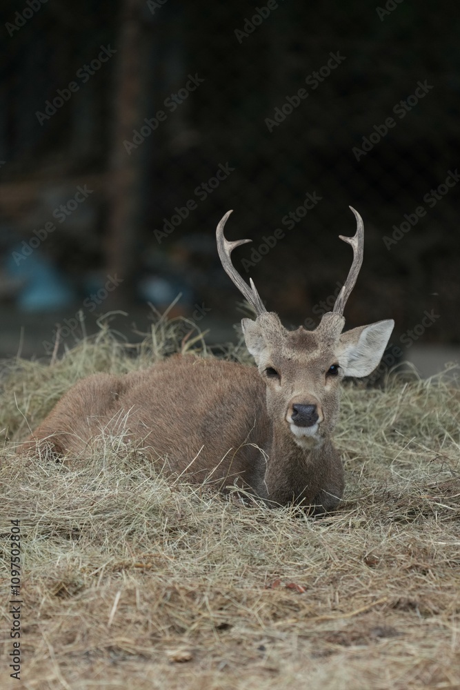 Deer at the Bangkok Open Zoo, Thailand Deer at the Bangkok Open Zoo, Thailand