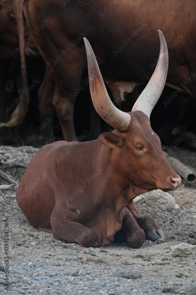 Bull in the open zoo in Bangkok, Thailand. Bull in the open zoo in Bangkok, Thailand.