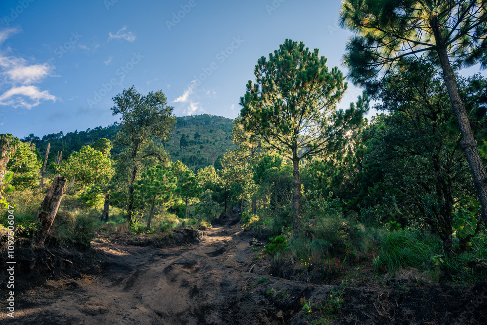 Guatemala. Wild, jungle, mysterious forest Guatemala. Wild, jungle, mysterious forest