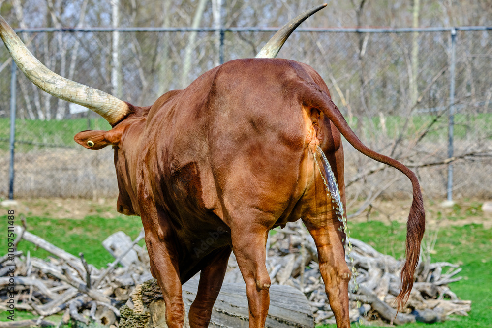 A close-up, rear view of a longhorn bull in a pasture, showcasing its muscular build, curved horns, and tail, surrounded by a natural environment with a fence in the background. A close-up, rear view of a longhorn bull in a pasture, showcasing its muscular build, curved horns, and tail, surrounded by a natural environment with a fence in the background.