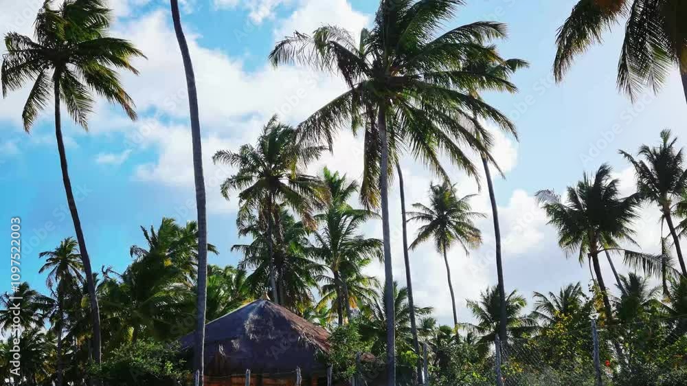 Palm trees on the beach in Maragogi, Alagoas, Brazil.