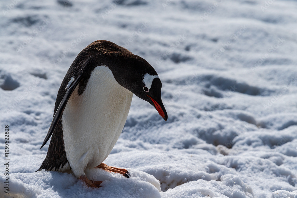 Fototapeta premium Close-up of a Gentoo Penguin -Pygoscelis papua- walking in a snowy landscape of Trinity Island, on the Antarctic Peninsula