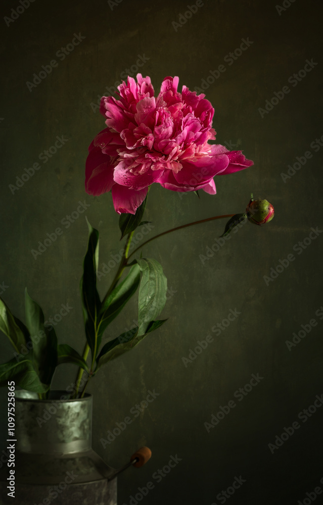 Fototapeta premium Beautiful peony close-up on a dark background. Minimalism.