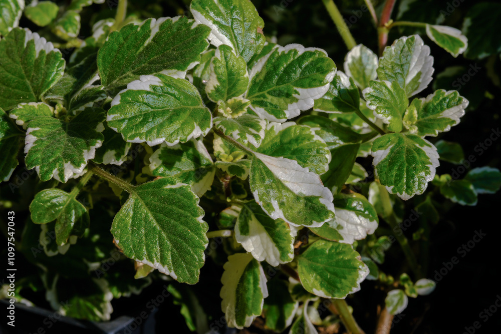 A macro shot of growing Plectranthus gold