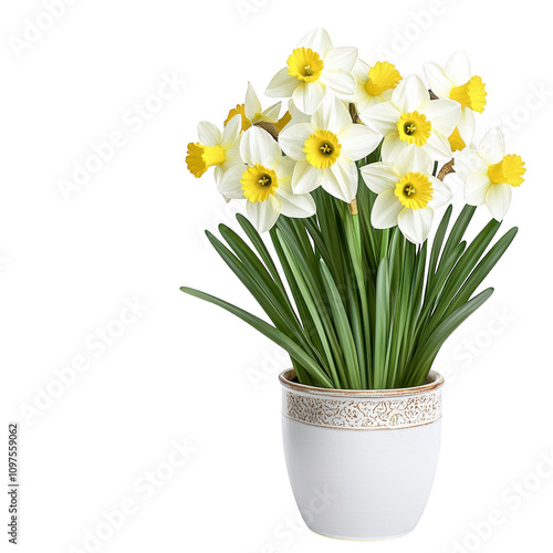 Wallpaper Mural Beautiful daffodil plant with vibrant yellow flowers in white pot, adding cheerful touch to any space. Perfect for home decor or gifting Torontodigital.ca