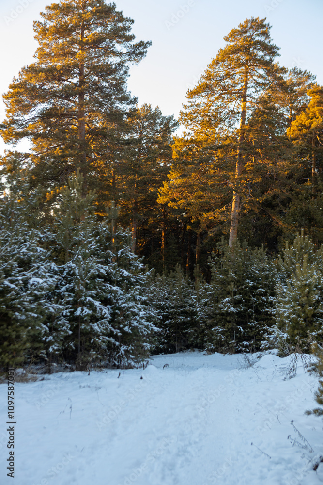The beauty of the winter Forest landscape The beauty of the winter Forest landscape