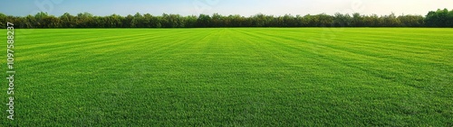 Lush Green Lawn with Even Texture Bright Daylight Freshly Mowed Grass Background