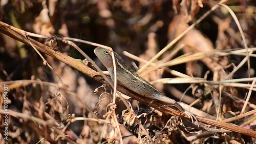 wild calotes camouflaged with dry twigs