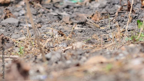 shot on Javanese turtle dove or geopelia striata that search for food on the ground