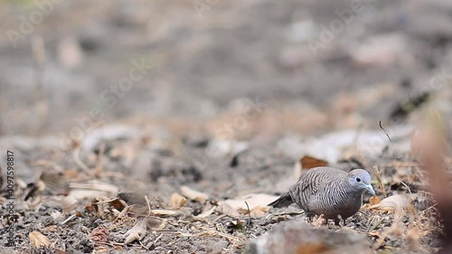 shot on Javanese turtle dove or geopelia striata that search for food on the ground