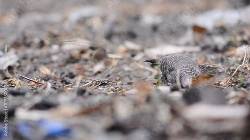 shot on Javanese turtle dove or geopelia striata that search for food on the ground