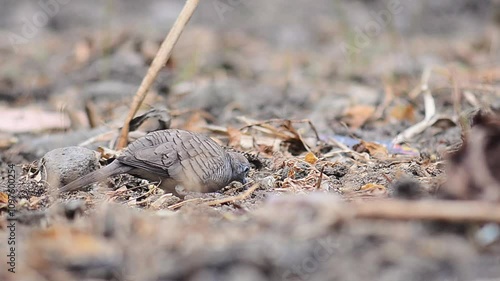 shot on Javanese turtle dove or geopelia striata that search for food on the ground