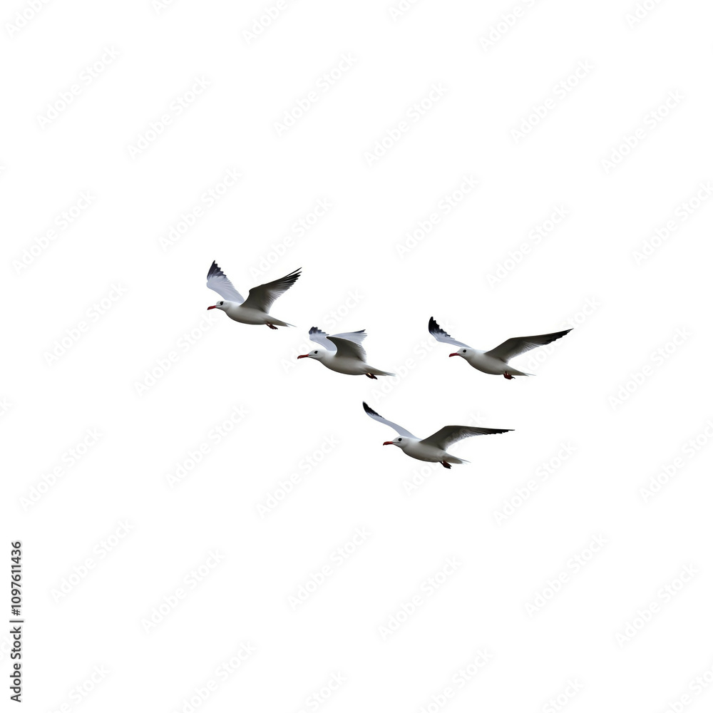 Fototapeta premium Flock of seagull birds in flight, cutout on white background. Perfect for nature, wildlife, and bird-themed projects