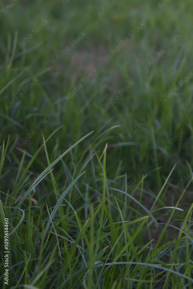 Obraz premium grass in the wind