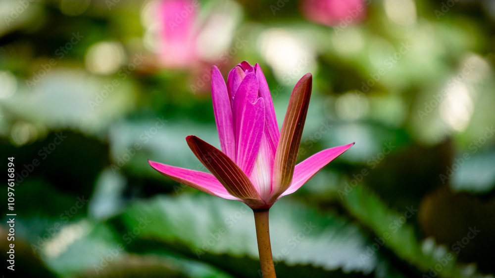 Fototapeta premium Nelumbo nucifera (Padma, Lotus, sacred lotus, Indian lotus, simply lotus, waterlily) flower on the pond