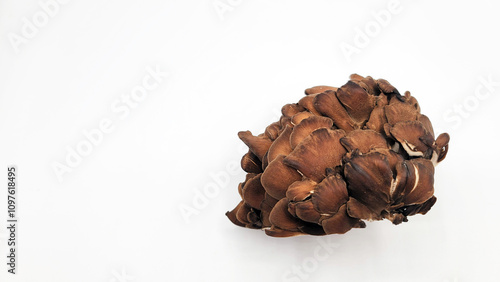 黒舞茸・きのこ／Black mushroom/mushroom／쿠로 마이 버섯 · 버섯