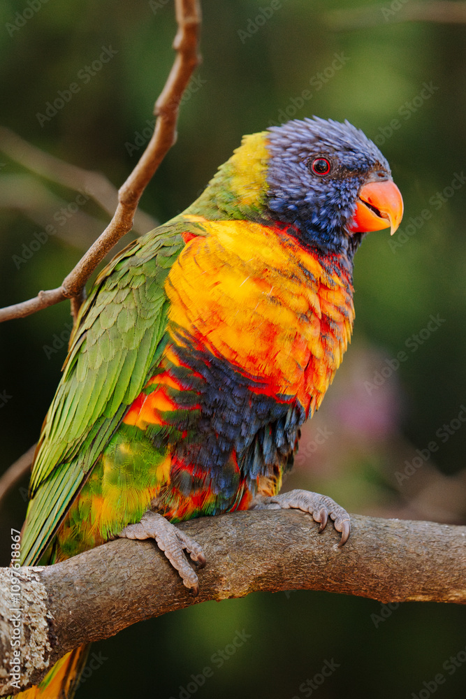 Portrait of rainbow lorikeet perched on tree branch Portrait of rainbow lorikeet perched on tree branch