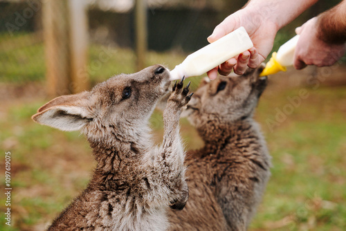 Young Joey being bottle fed outdoors by an animal carer