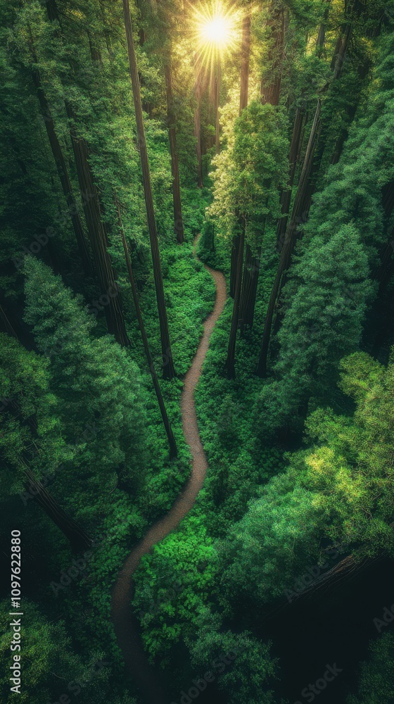 An aerial view of a winding path through a vibrant redwood forest bathed in soft sunlight during the early morning hours An aerial view of a winding path through a vibrant redwood forest bathed in soft sunlight during the early morning hours