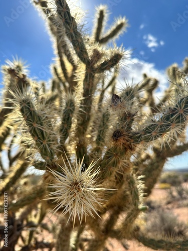 Cactus in the Desert 
