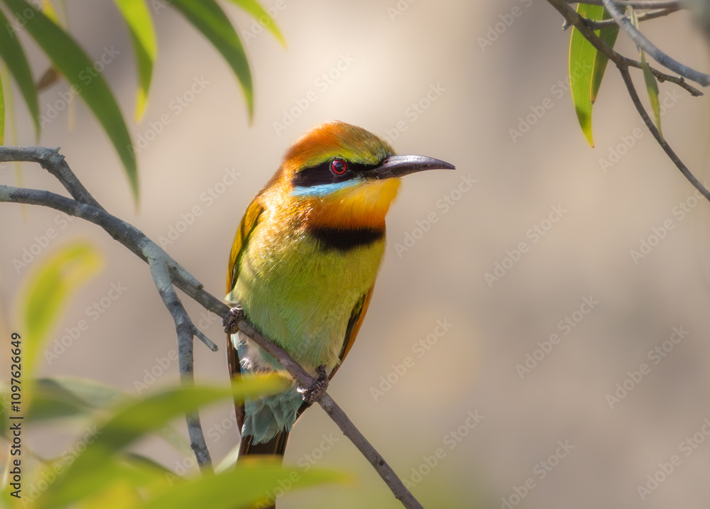 Obraz premium A Rainbow Bee-eater perched on a branch