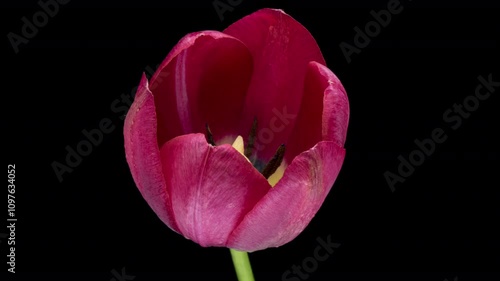 Timelapse of pink tulip flower blooming on black background,