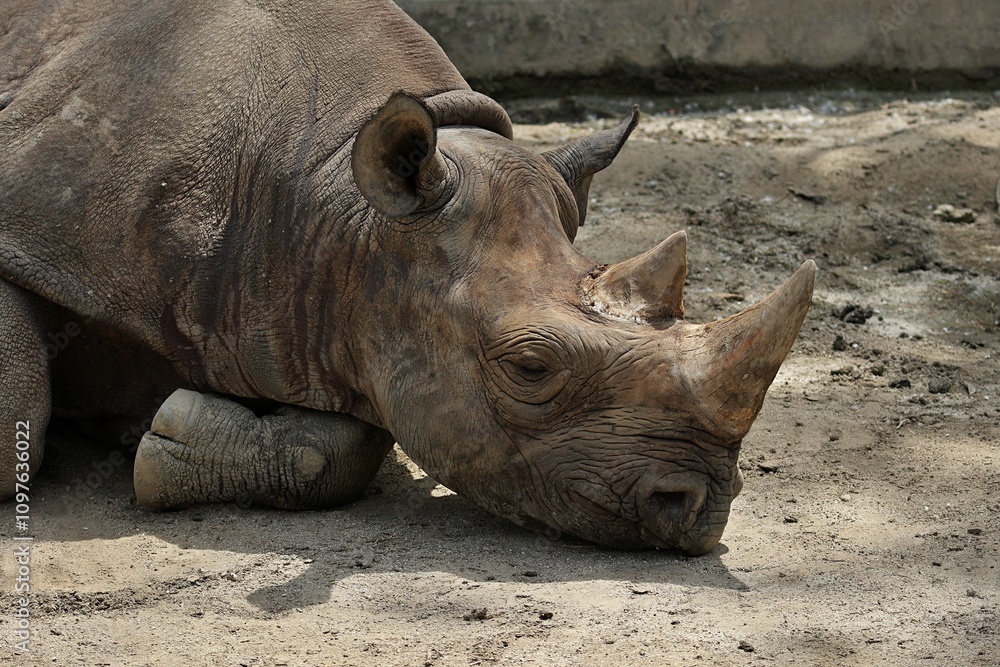 Obraz premium 地面に伏せて寝るクロサイの寝顔