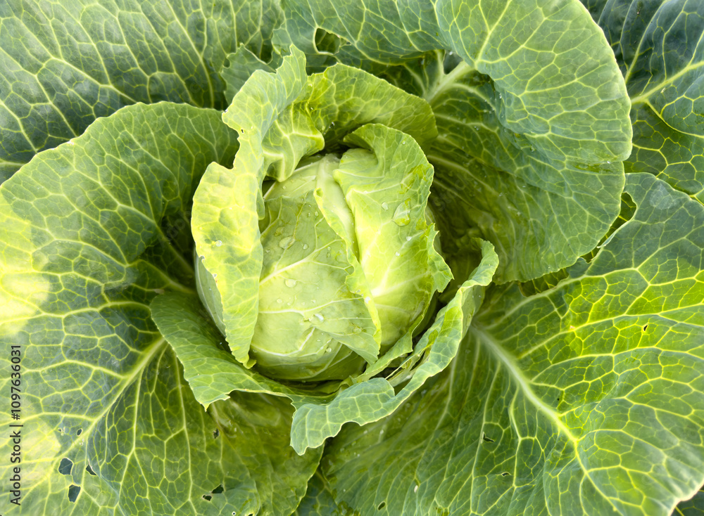 A large green cabbage with a small white center A large green cabbage with a small white center