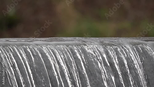 A dipper searches for food at a beautiful waterfall. The white-throated dipper, or the European dipper (Cinclus cinclus) is an aquatic passerine bird