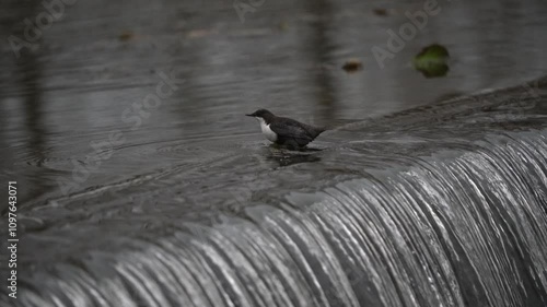 A dipper searches for food at a beautiful waterfall. The white-throated dipper, or the European dipper (Cinclus cinclus) is an aquatic passerine bird