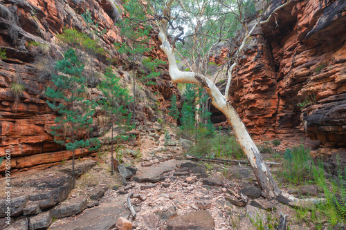 A gnarly gum tree growing between the coloured walls of a narrow rocky gorge photo