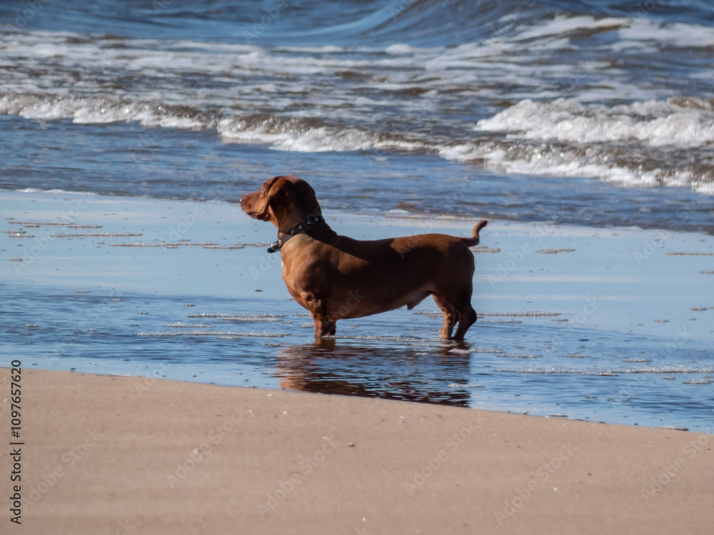 Brown dachshund standing in sand on the beach on a windy winter day Brown dachshund standing in sand on the beach on a windy winter day